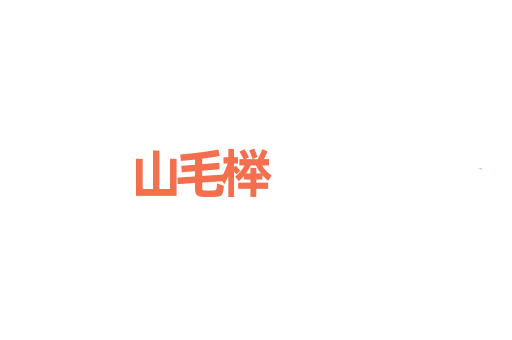 山毛榉